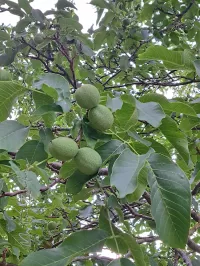 Loofbomen [Fagales]